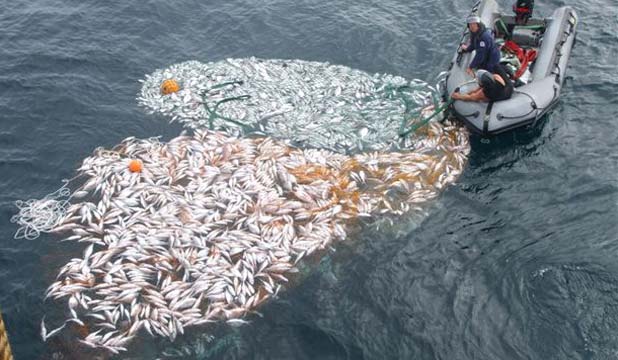 Fishing Quota Management System Needs Reform